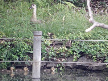 2022年6月8日(水) 井の頭公園の野鳥観察記録