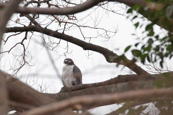 Eurasian Goshawk Osaka castle park Sun, 12/31/2017