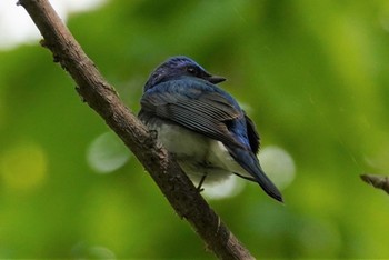 オオルリ 旭山記念公園 2022年5月15日(日)