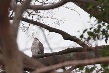 Eurasian Goshawk Osaka castle park Sun, 12/31/2017