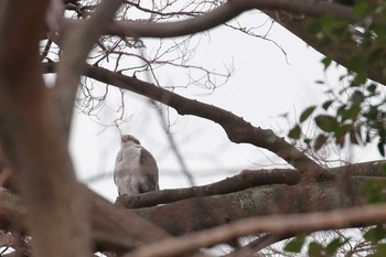 Eurasian Goshawk Osaka castle park Sun, 12/31/2017