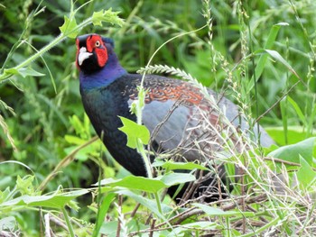 2022年6月9日(木) 馬入ふれあい公園の野鳥観察記録