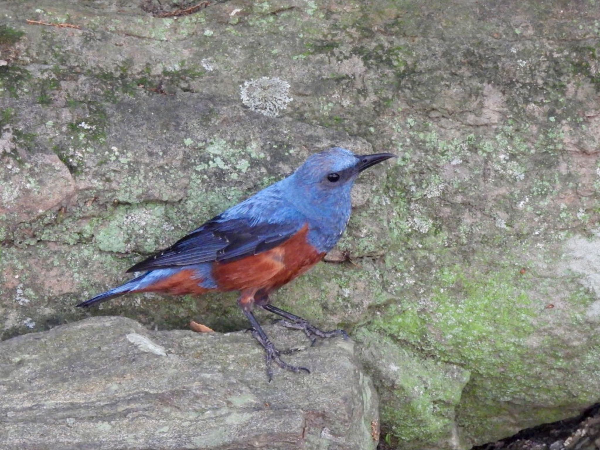 Photo of Blue Rock Thrush at 和歌山城公園 by カモちゃん