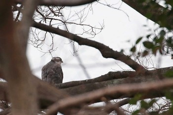 Eurasian Goshawk Osaka castle park Sun, 12/31/2017