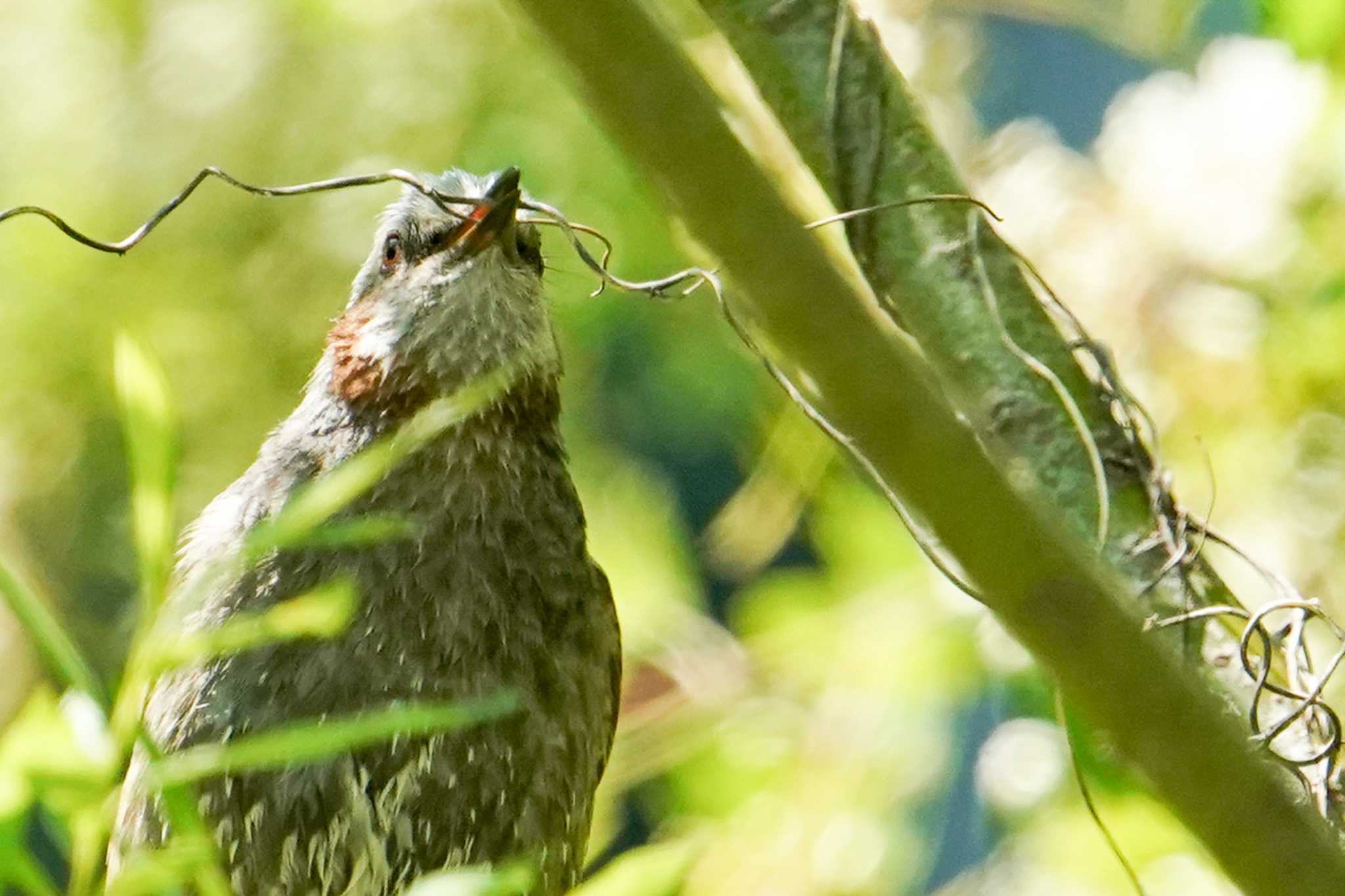 Brown-eared Bulbul