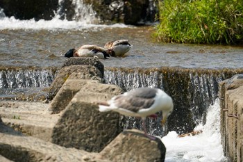 マガモ 発寒川緑地(札幌市西区) 2022年6月9日(木)