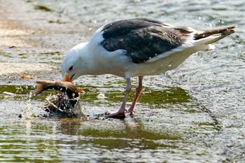 2022年6月9日(木) 発寒川緑地(札幌市西区)の野鳥観察記録