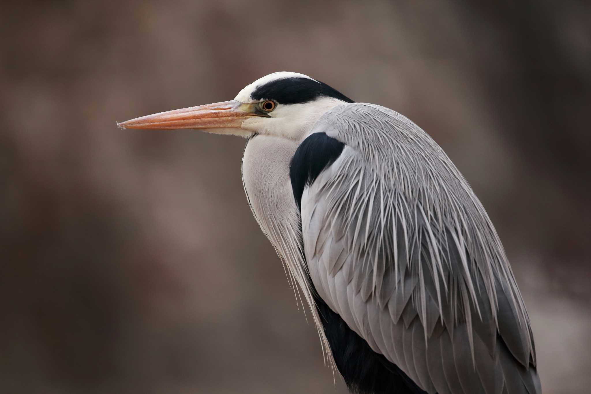 Photo of Grey Heron at Osaka castle park by 明石のおやじ