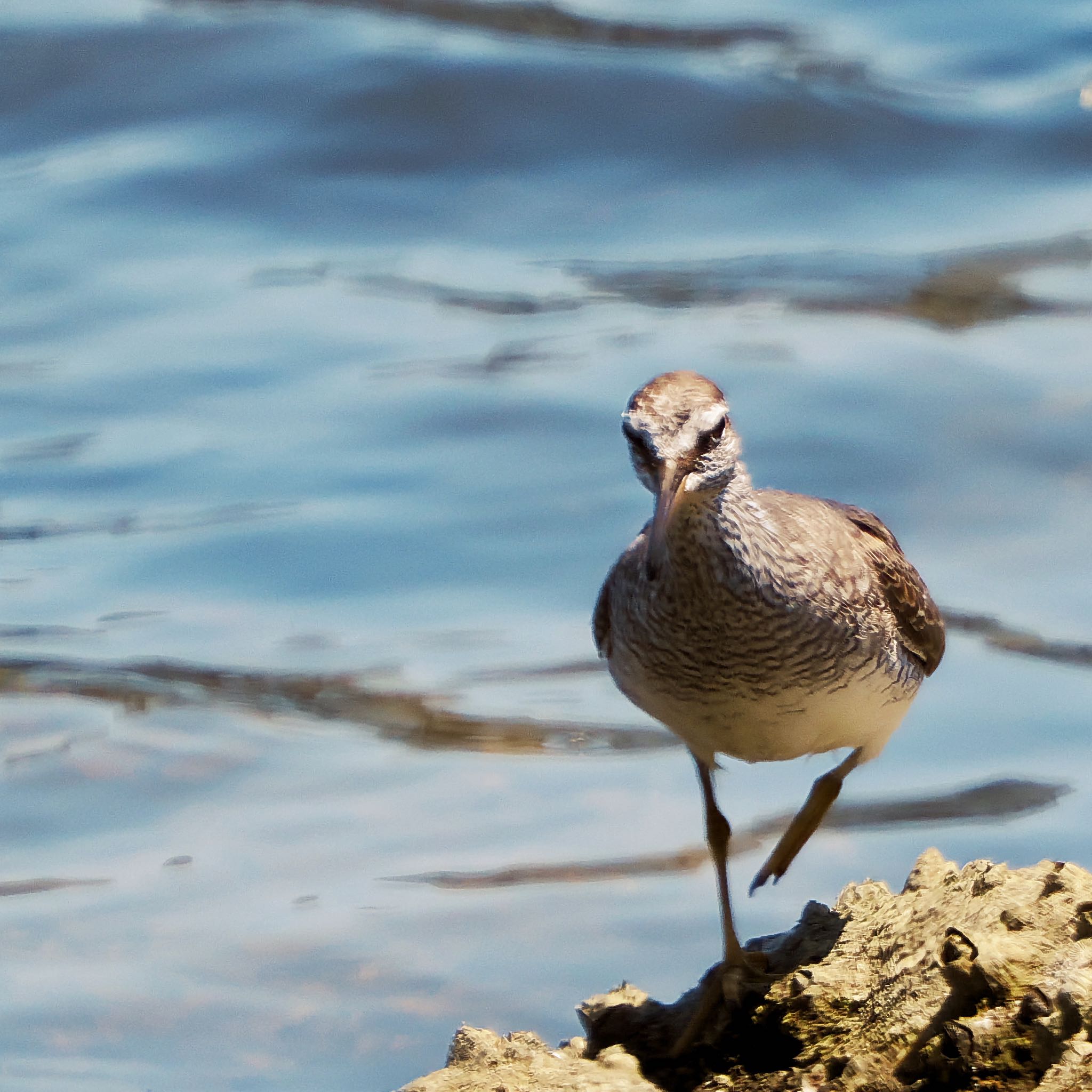 東京港野鳥公園 キアシシギの写真 by アポちん