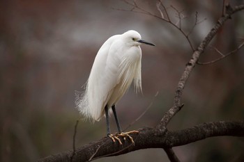 Little Egret Osaka castle park Sun, 12/31/2017