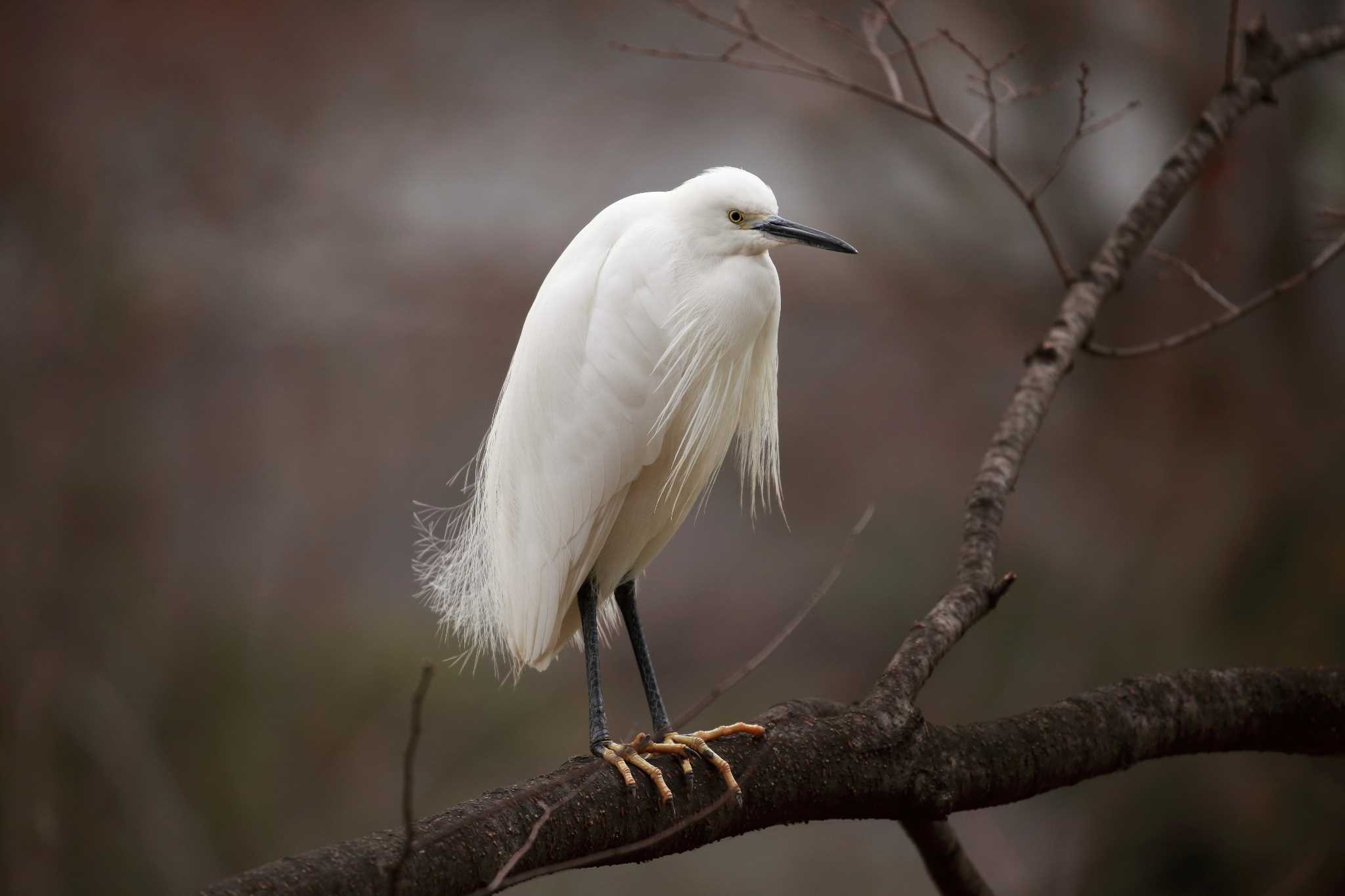 Photo of Little Egret at Osaka castle park by 明石のおやじ
