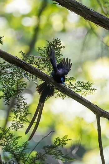 サンコウチョウ 神奈川県 2022年5月26日(木)