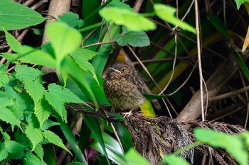 Blue-and-white Flycatcher 八王子城跡 Sun, 6/5/2022