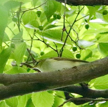 Kamchatka Leaf Warbler Shakujii Park Thu, 6/9/2022