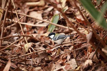 シジュウカラ 大阪城公園 2017年12月31日(日)