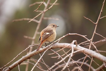 ジョウビタキ 大阪城公園 2017年12月31日(日)