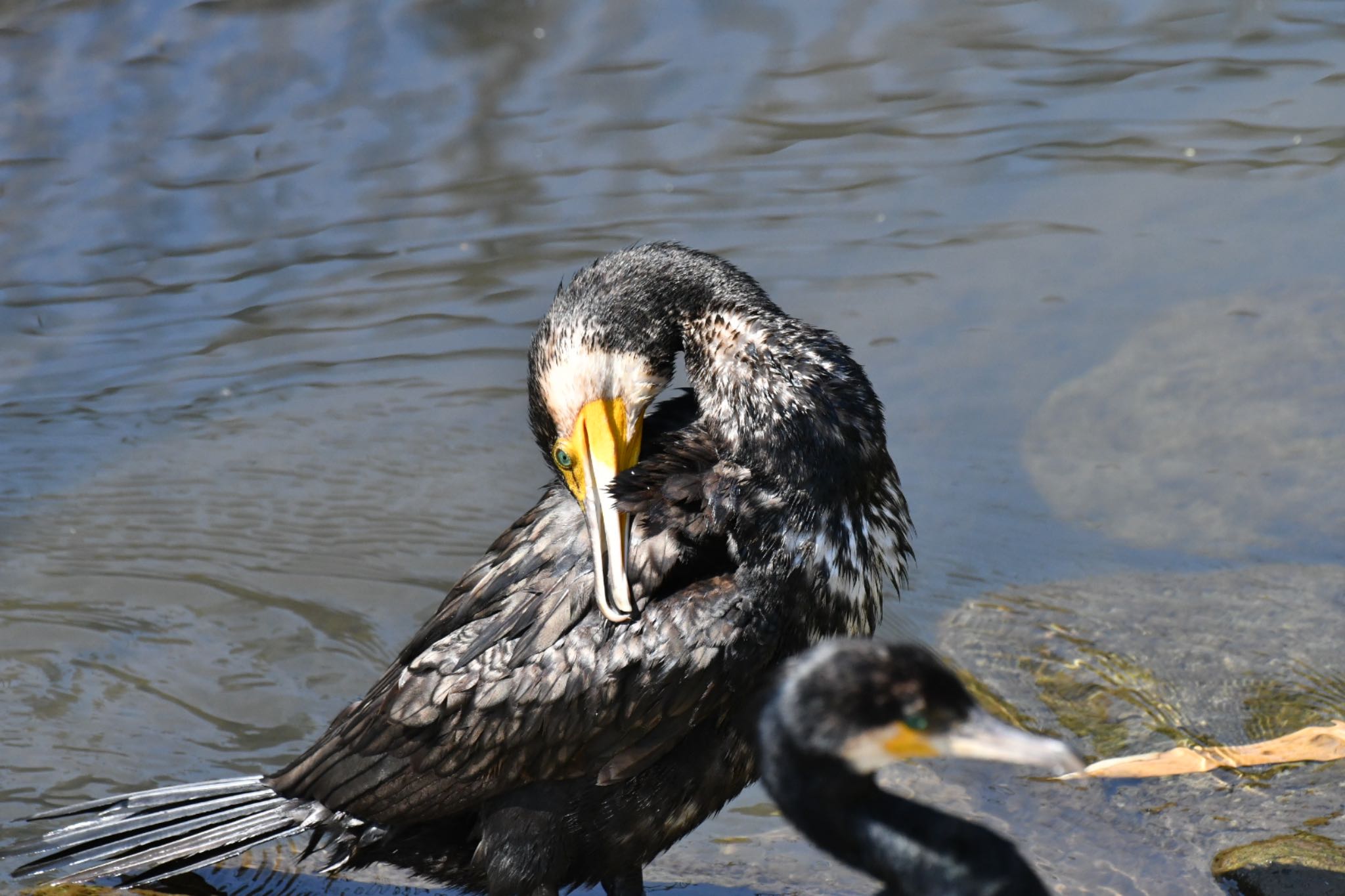 鶴見川 カワウの写真 by がぶたん