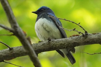 オオルリ 旭山記念公園 2022年5月15日(日)