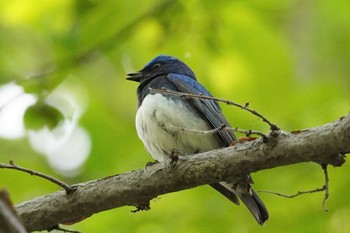 オオルリ 旭山記念公園 2022年5月15日(日)