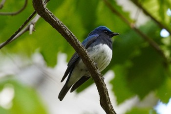 オオルリ 旭山記念公園 2022年5月15日(日)