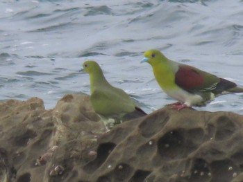 Thu, 6/9/2022 Birding report at Terugasaki Beach