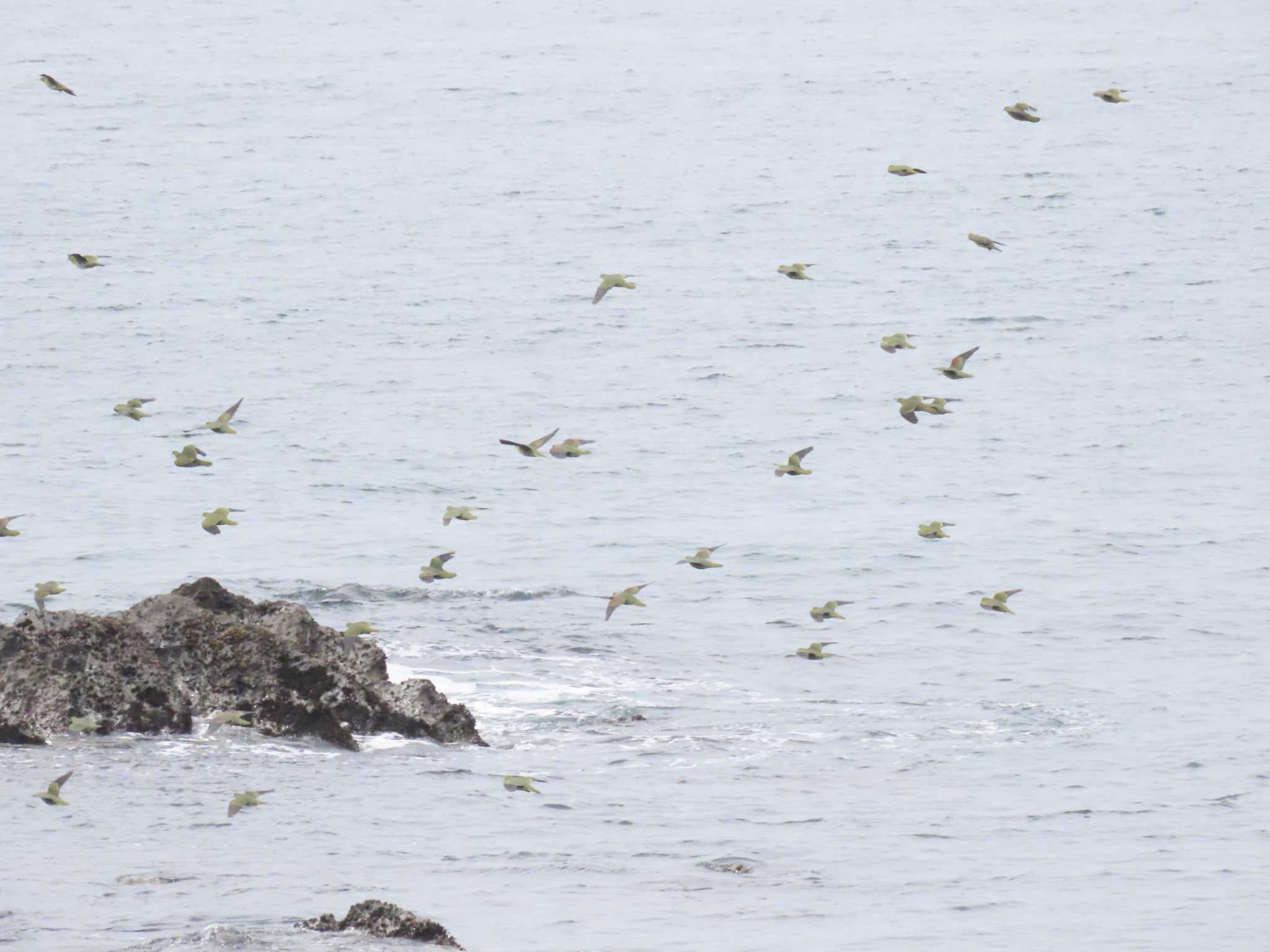 大磯照ヶ崎海岸 アオバトの写真 by OHモリ