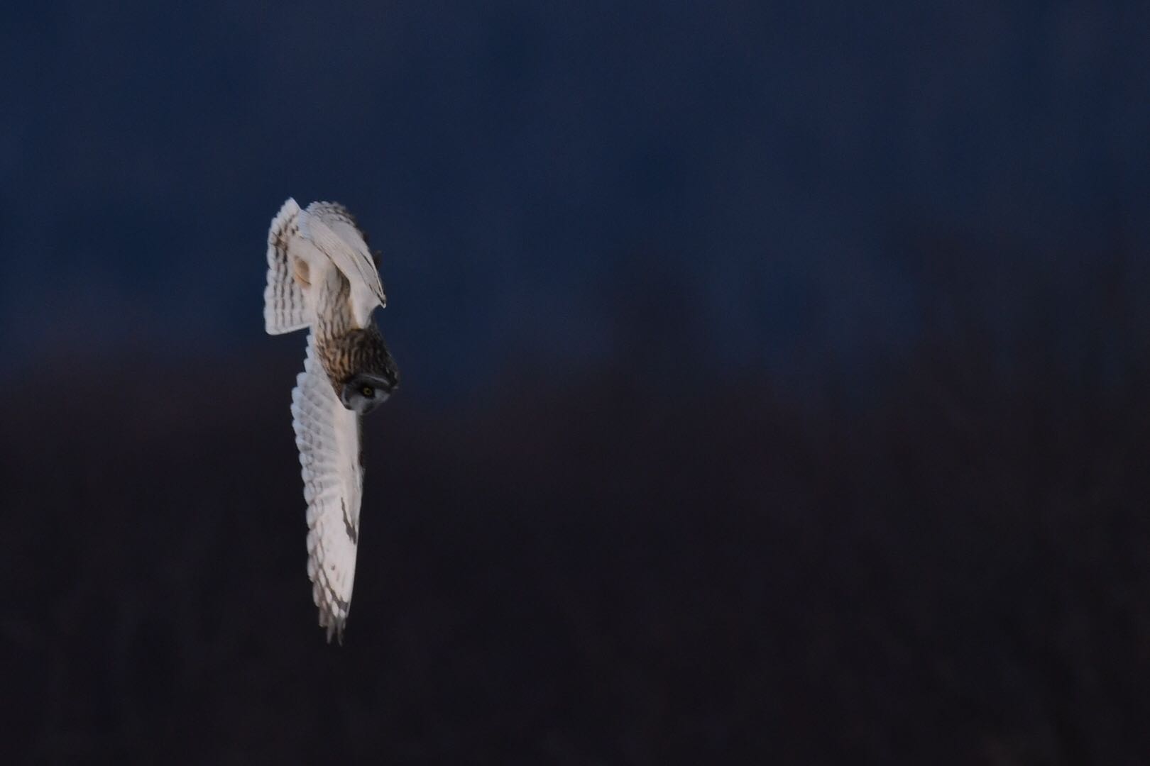 長野県 コミミズクの写真 by 倶利伽羅