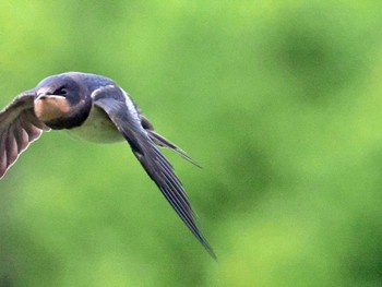 ツバメ 葛西臨海公園 2022年6月9日(木)