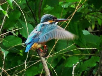 2022年6月9日(木) 舞岡公園の野鳥観察記録