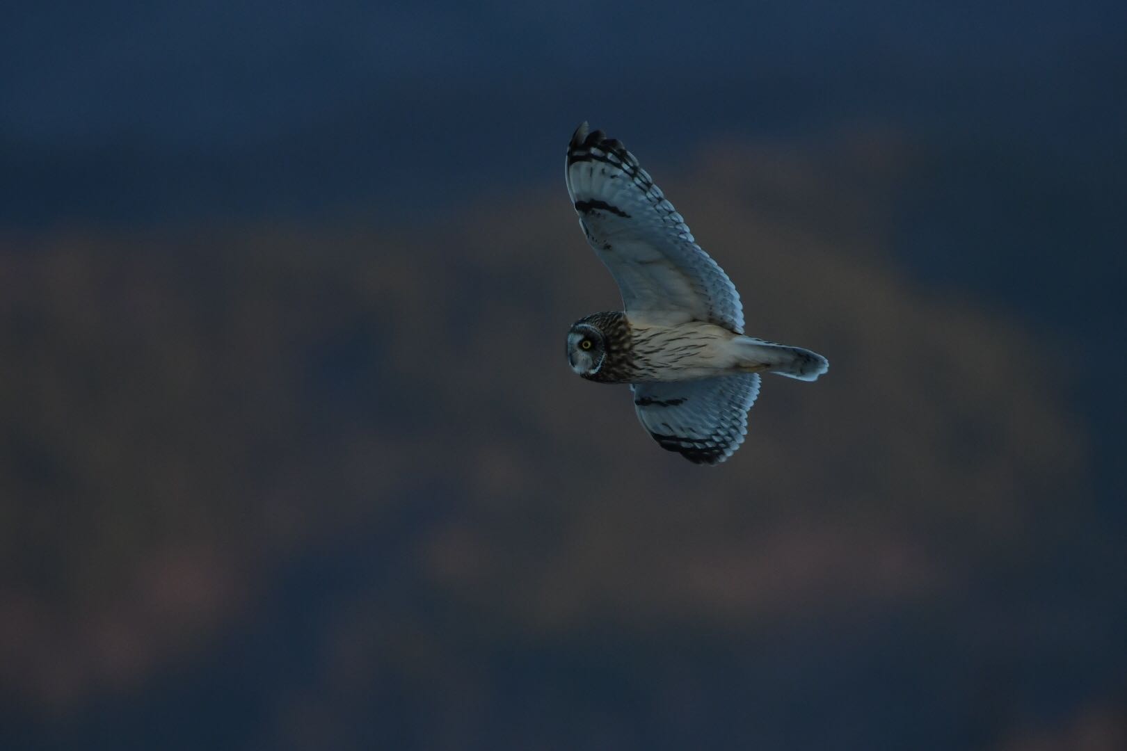 長野県 コミミズクの写真 by 倶利伽羅