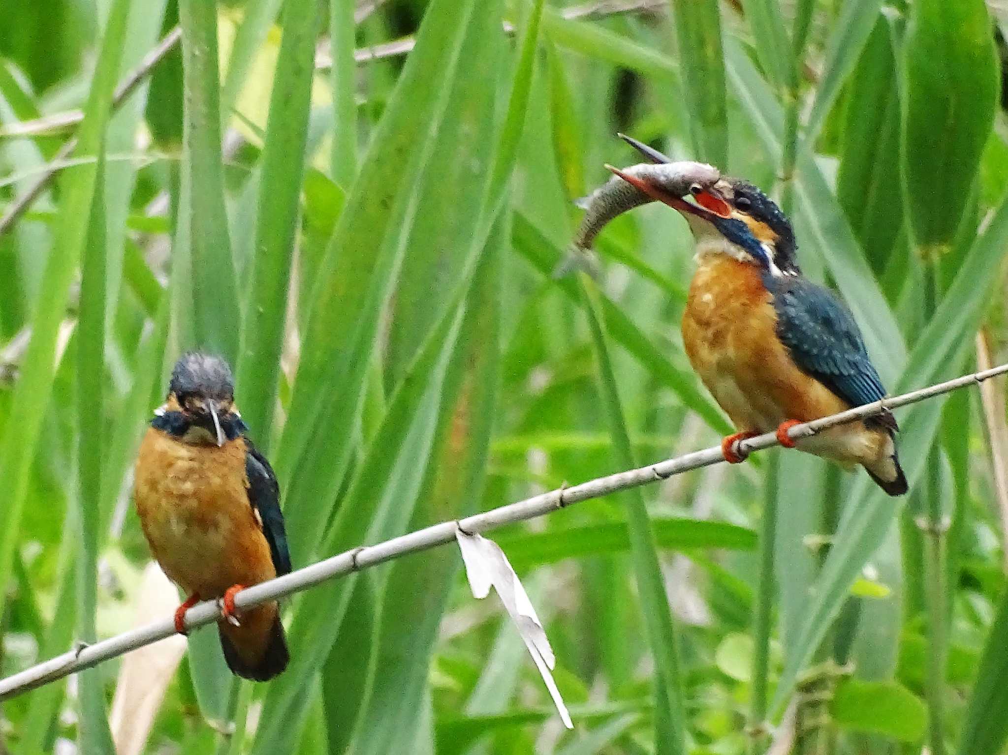 カワセミ