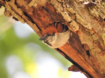 Russet Sparrow Senjogahara Marshland Sat, 6/4/2022