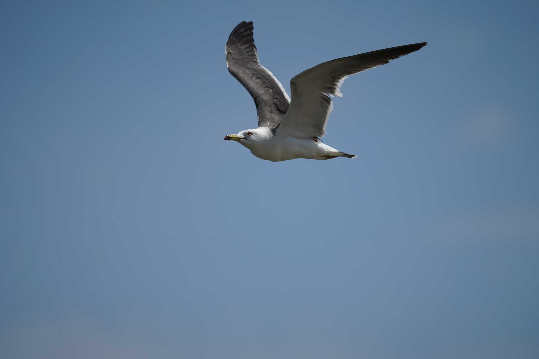 Photo of Black-tailed Gull at 日野川河口(鳥取県) by ひらも