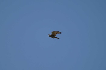 Thu, 6/9/2022 Birding report at 飯梨川河口(島根県安来市)