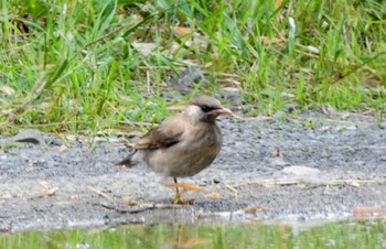2022年6月4日(土) 多摩川トライアングルの野鳥観察記録