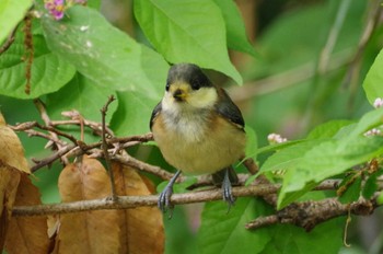 2022年6月9日(木) 玉川上水の野鳥観察記録