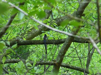 Black Paradise Flycatcher Unknown Spots Sat, 6/4/2022