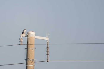 Peregrine Falcon 兵庫県明石市 Sat, 12/23/2017