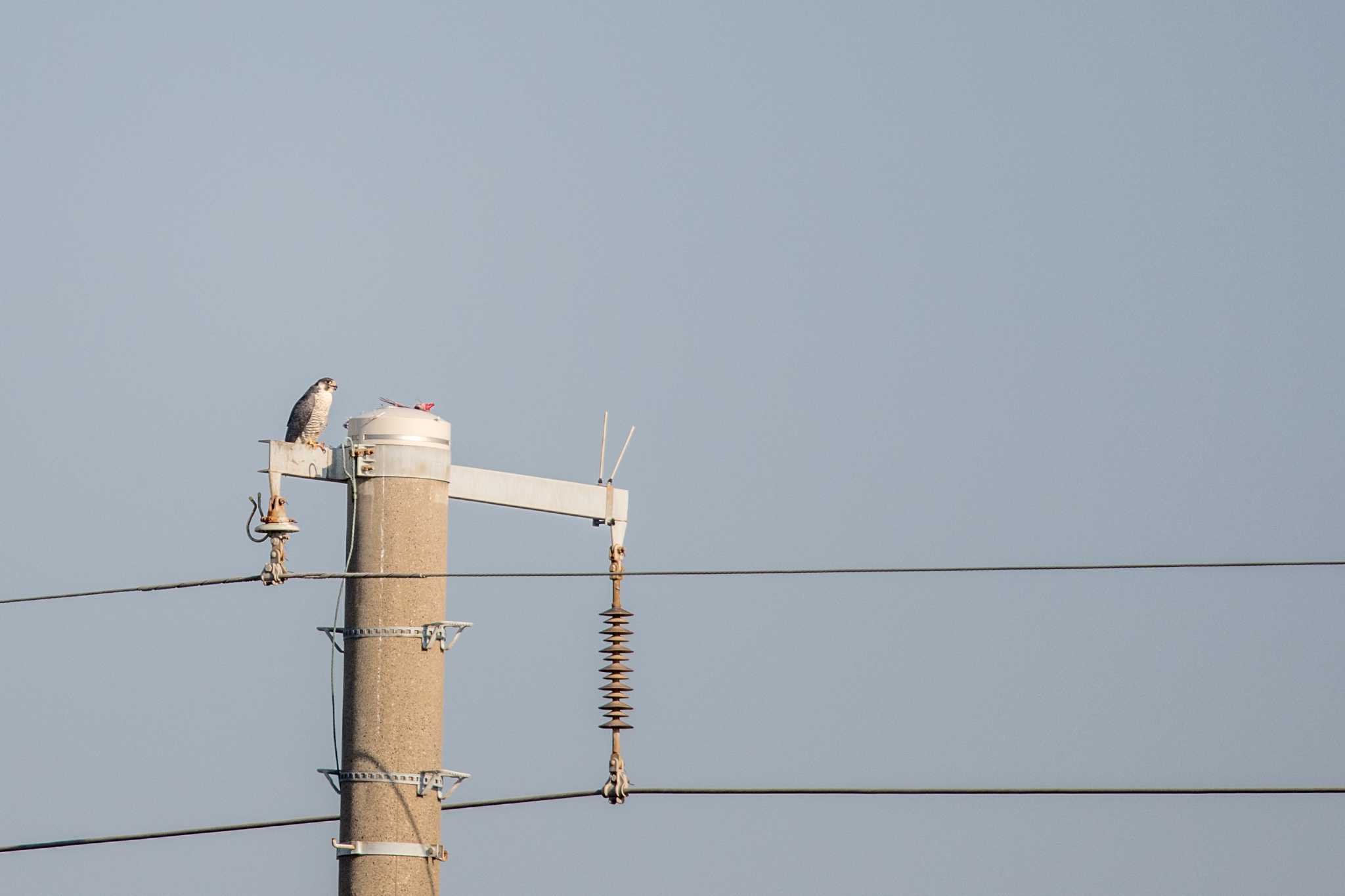 Photo of Peregrine Falcon at 兵庫県明石市 by ときのたまお