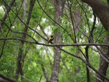 Narcissus Flycatcher Unknown Spots Sun, 6/5/2022