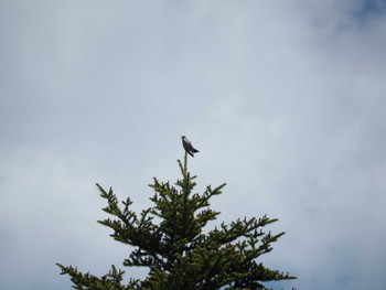 Common Cuckoo Unknown Spots Sat, 6/4/2022