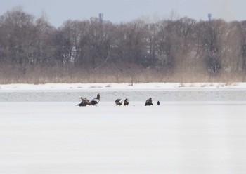 Thu, 3/17/2022 Birding report at Lake Utonai