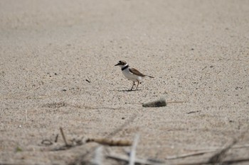 Little Ringed Plover 日野川河口(鳥取県) Thu, 6/9/2022