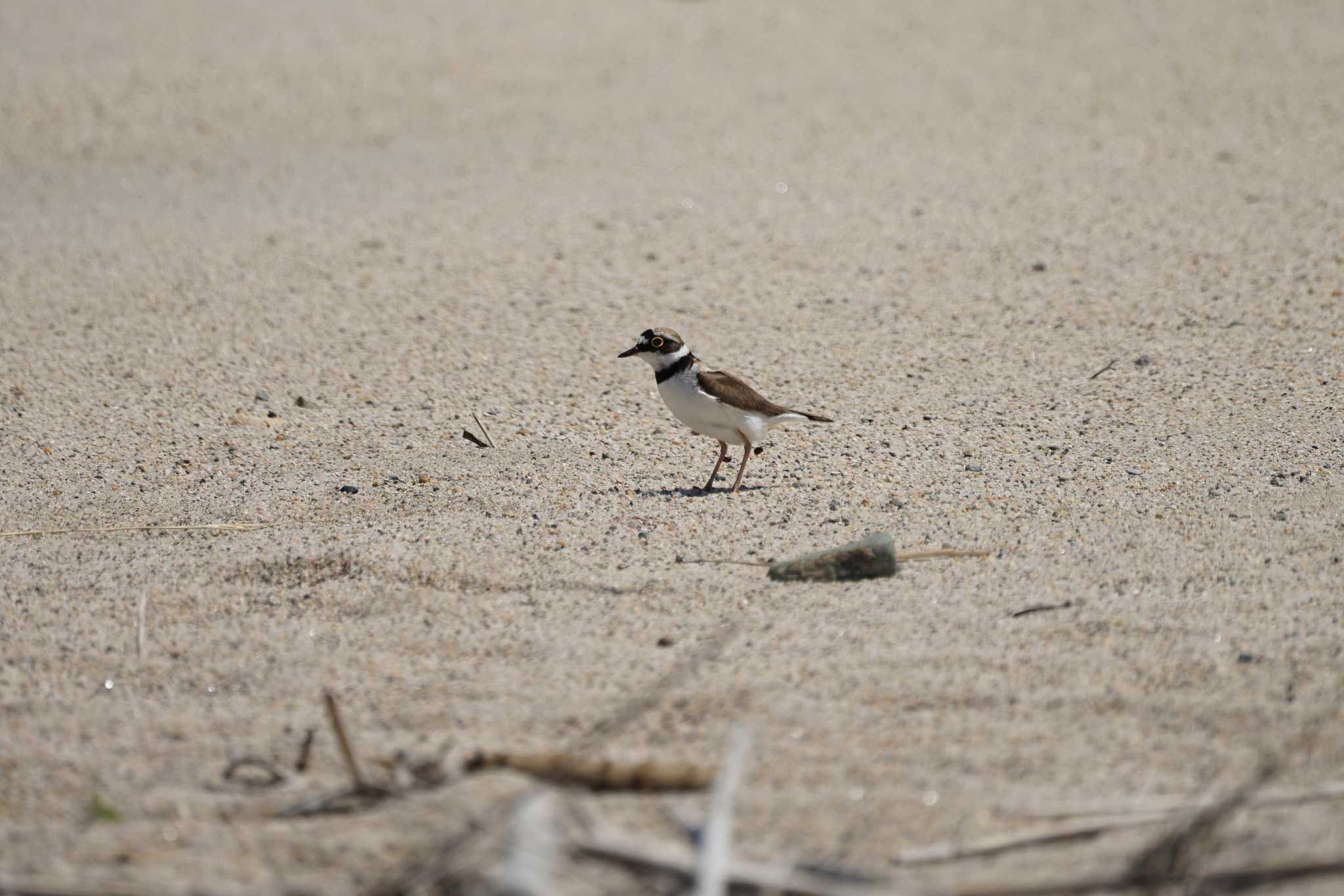 Little Ringed Plover