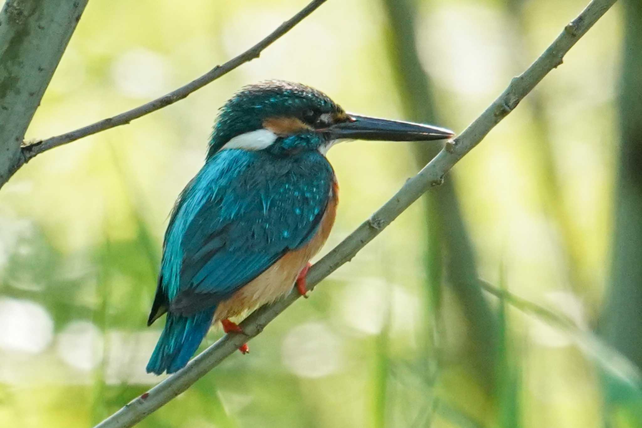 Common Kingfisher