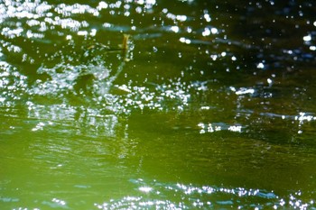 2022年6月10日(金) 発寒川緑地(札幌市西区)の野鳥観察記録