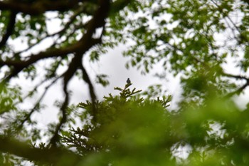 Blue-and-white Flycatcher 湯滝 Thu, 6/9/2022