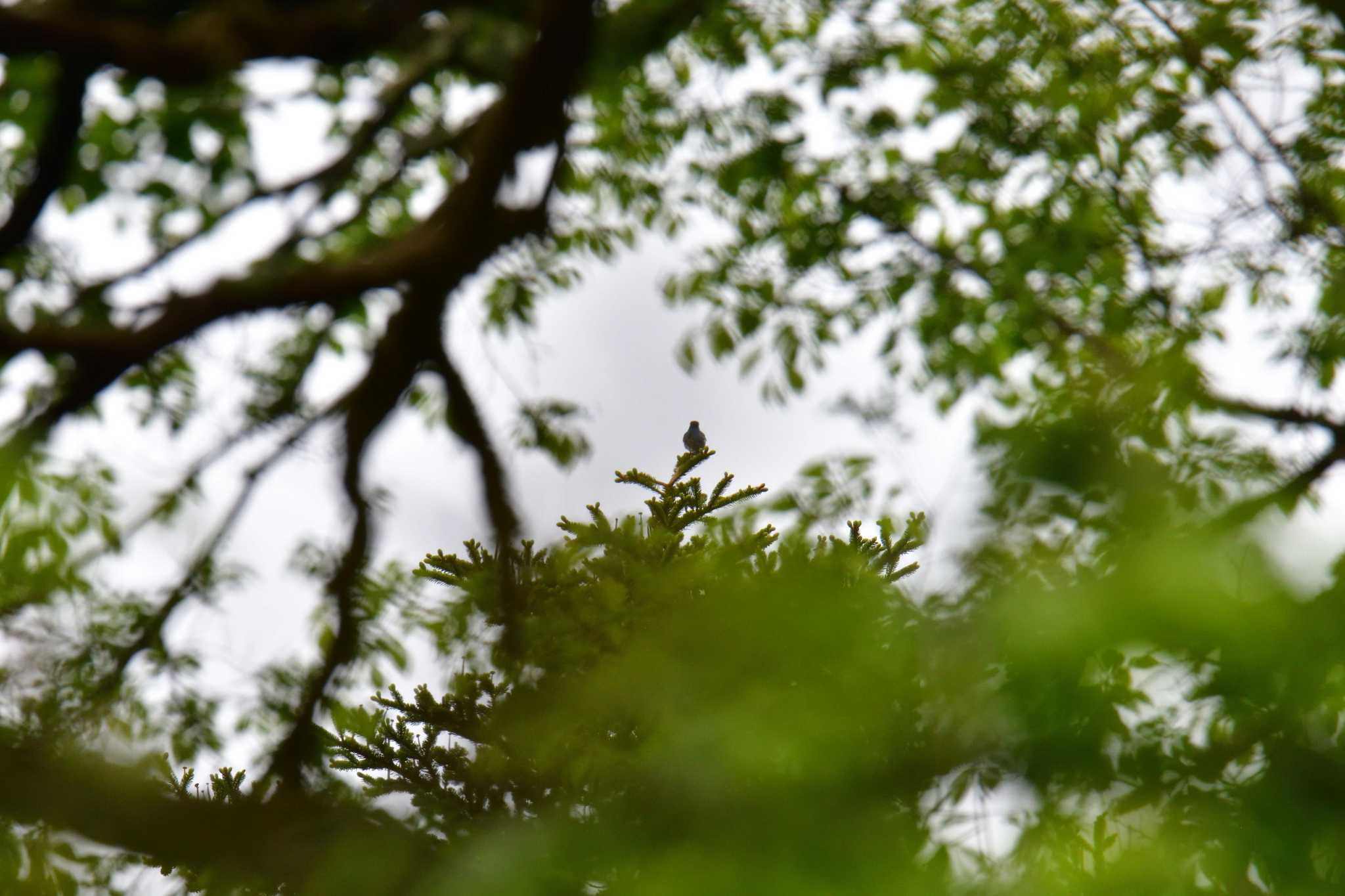 Photo of Blue-and-white Flycatcher at 湯滝 by やなさん