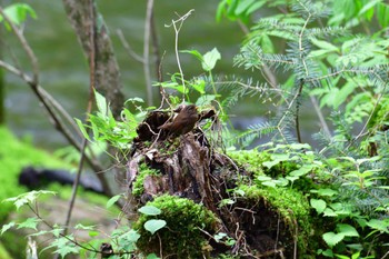 Eurasian Wren 湯滝 Thu, 6/9/2022