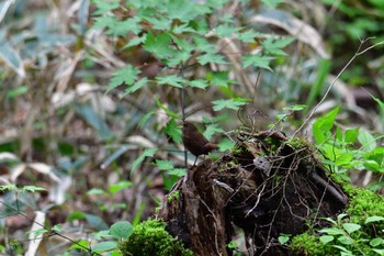 Eurasian Wren 湯滝 Thu, 6/9/2022